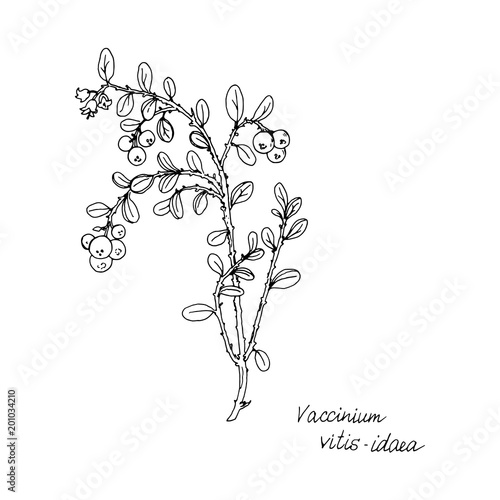 Ink drawing plant of lingonberry
