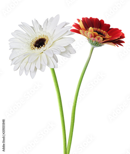 Two wonderful Gerberas  Daisies  isolated on white background. Germany