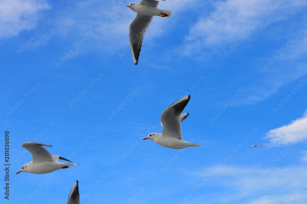 Obraz premium Seagulls on the sky