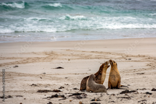 australian sea lion seals on sandy beach background