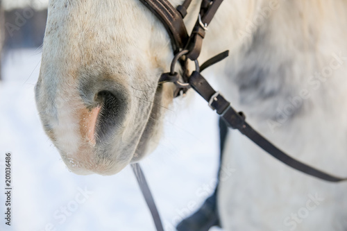 Fototapeta Naklejka Na Ścianę i Meble -  Portrait of a horse