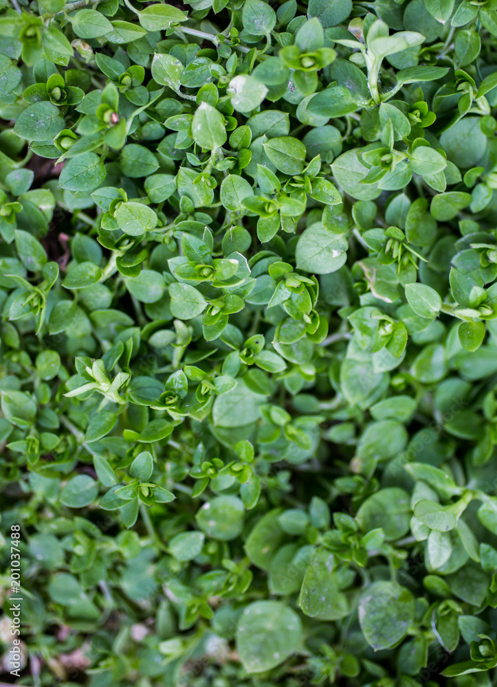 Small green leaves with dew outside. Emerald green plants in the forest. Ecological and natural outdoors photo. Small green leaves with dew outside. Emerald green plants in the forest. Ecological and natural outdoors photo.