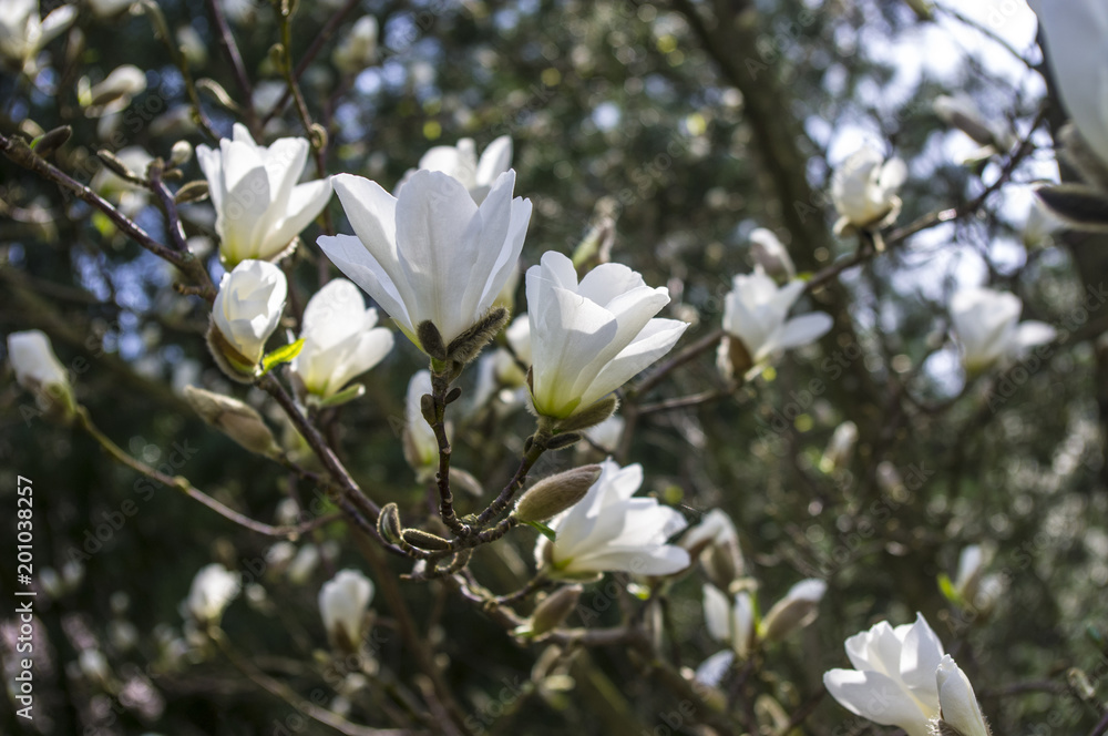 Magnolia - obrazy, fototapety, plakaty 