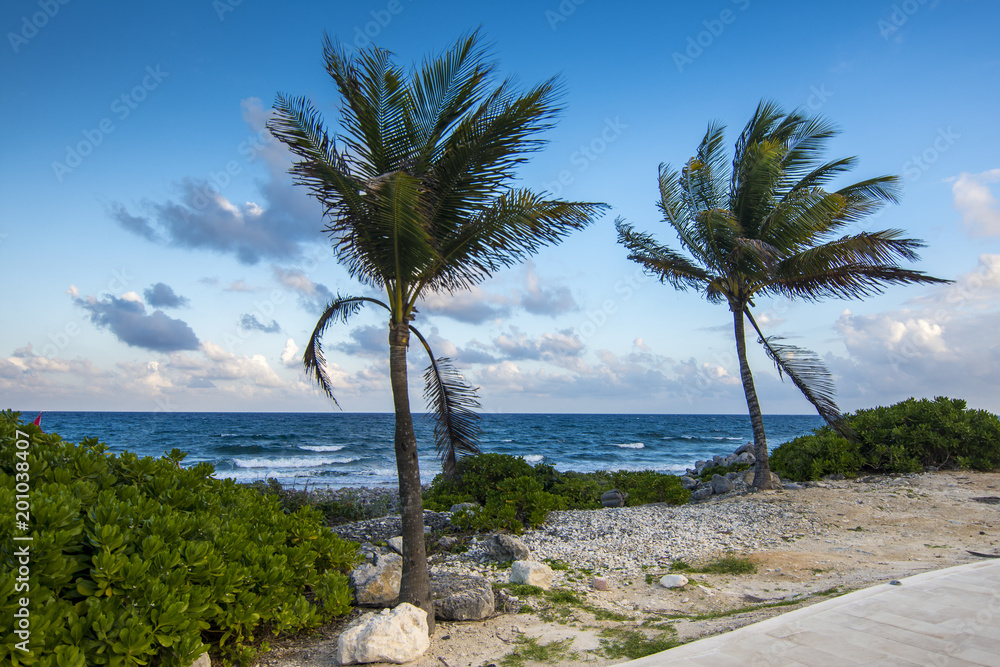 Palm trees near a beach