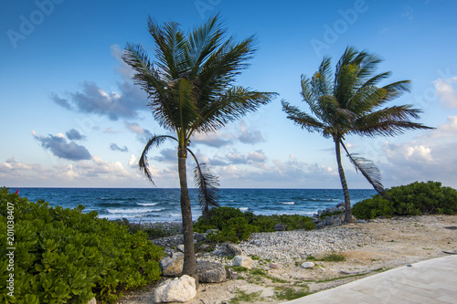 Palm trees near a beach