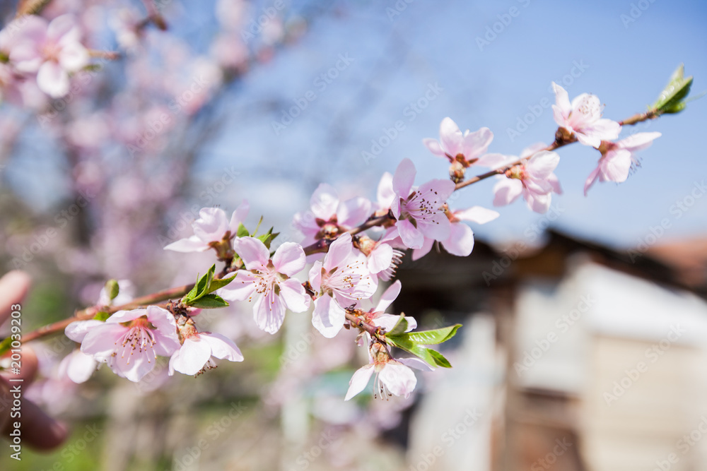 Fototapeta premium Spring Tree Blossom