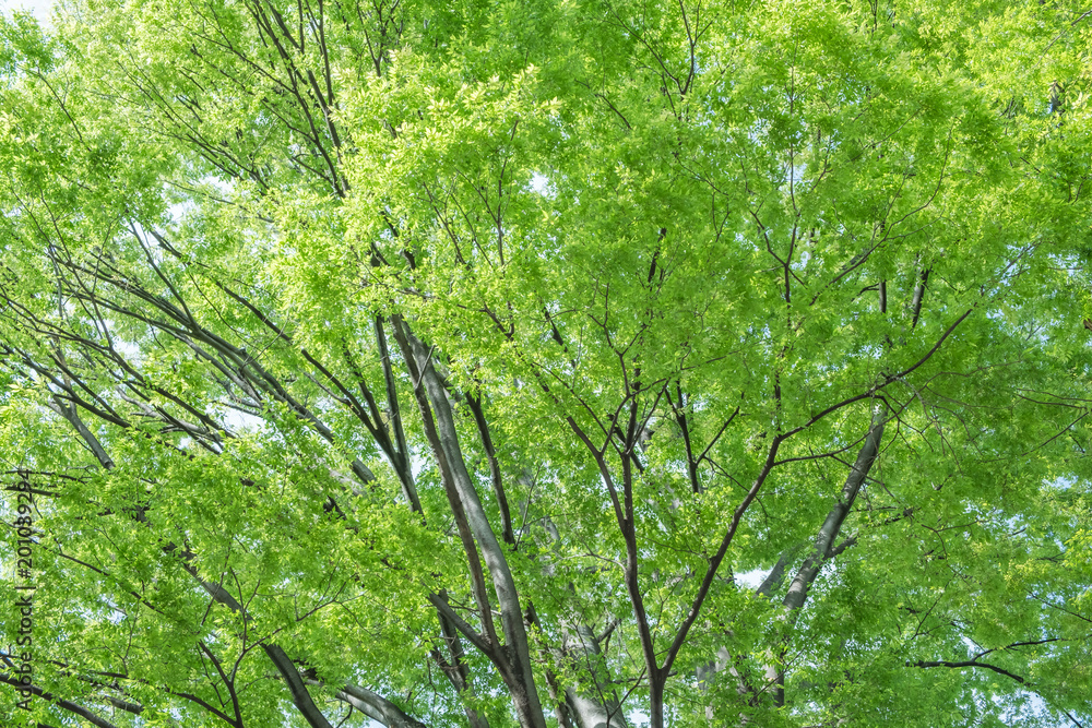 Obraz premium 新緑