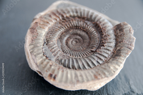 Prehistoric ammonite fossil photo