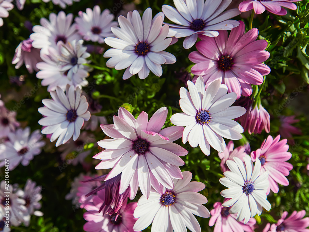 Obraz premium Beautiful flowers on the Aeolian islands, Sicily, Italy 