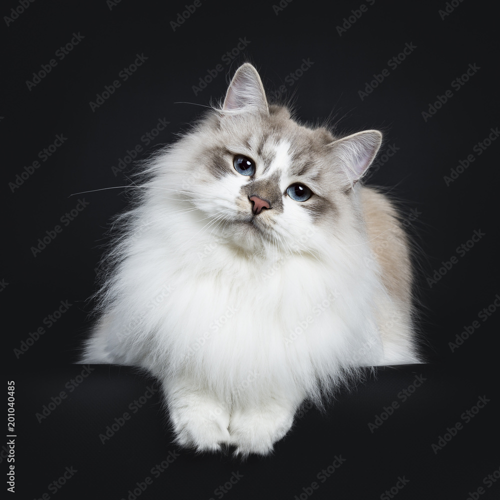 Pretty young adult blue tabby point Neva Masquerade cat laying down isolated on black background looking at camera with paws hanging over edge