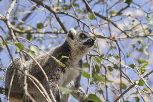 Lemur de cola anillada en Madagascar