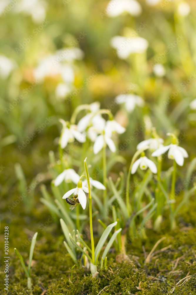 First spring flowers in meadow, snowdrops with bee on the flowerhead