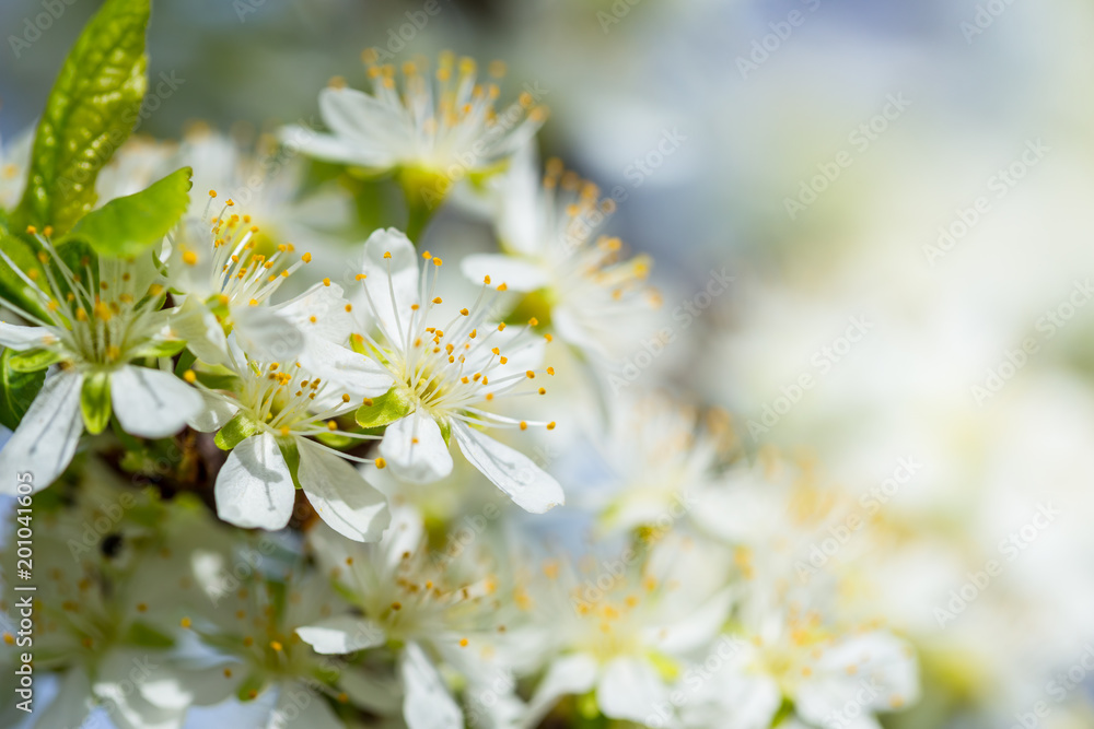 flowered plum branch with white flowers and blue sky background