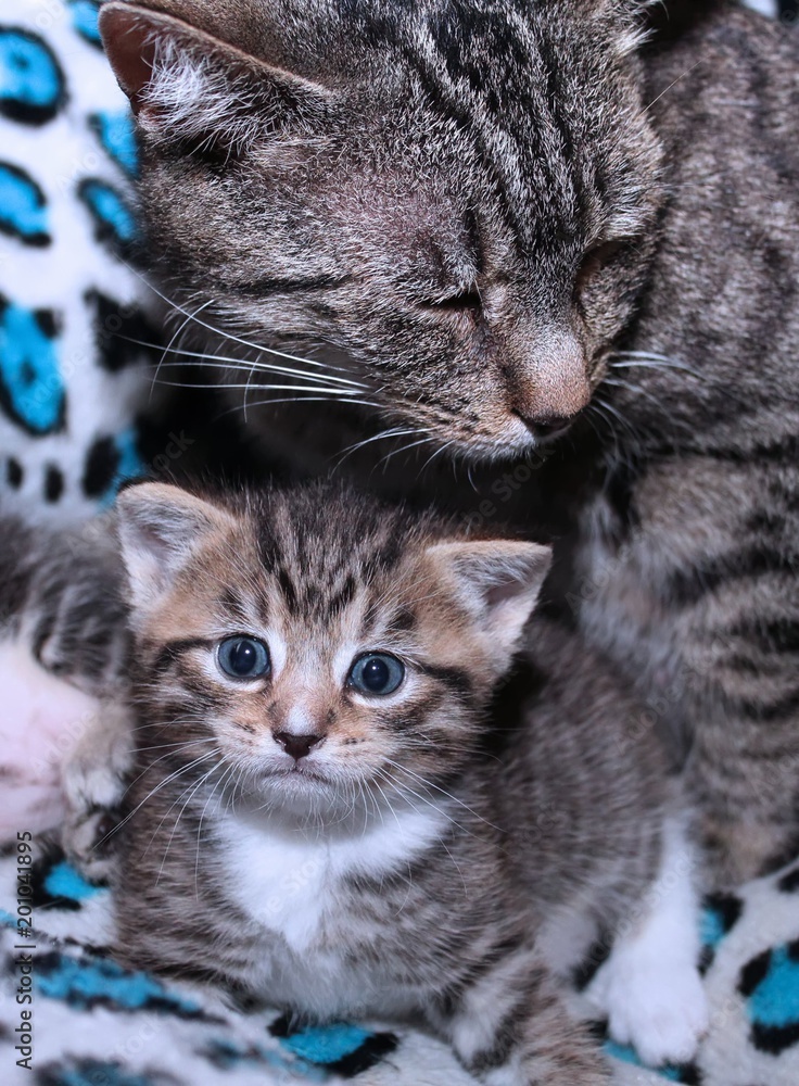 BROWN TABBY CAT AND HER BABY