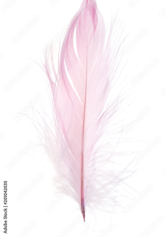 Beautiful pink feather on a white background