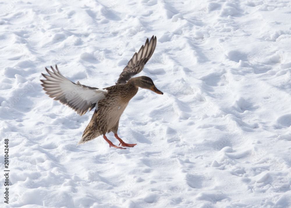 Obraz premium Duck flying against white snow in winter