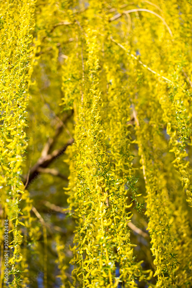 Obraz premium Yellow flowers on willow branches in spring