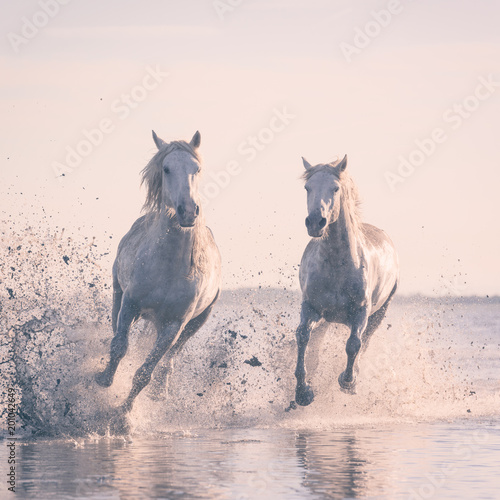 Fototapeta Naklejka Na Ścianę i Meble -  Beautiful white horses galloping on the water at soft sunset light, Parc Regional de Camargue, Bouches-du-rhone department, Provence - Alpes - Cote d'Azur region, south France