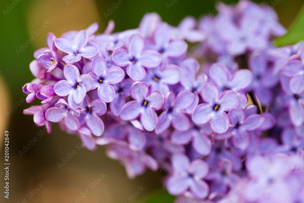 Lilac flowers on a tree in spring Lilac flowers on a tree in spring