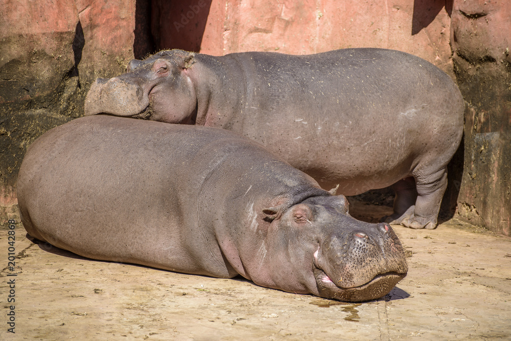 Two Hippos Resting Under Warm Sunlight Two Hippos Resting Under Warm Sunlight