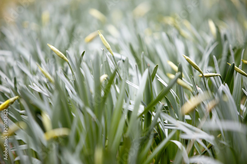 Fototapeta Naklejka Na Ścianę i Meble -  narciso in fioritura