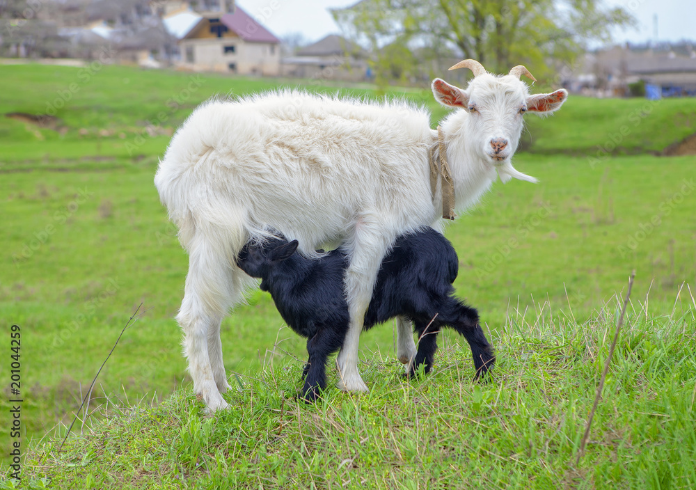 Fototapeta premium goat and lamb