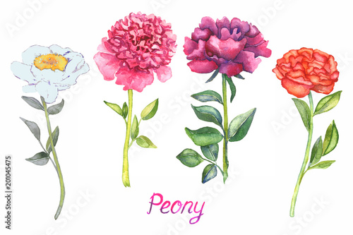 Fototapeta Naklejka Na Ścianę i Meble -  Peonies white, pink, purple and red flowers collection, isolated on white hand painted watercolor illustration with inscription