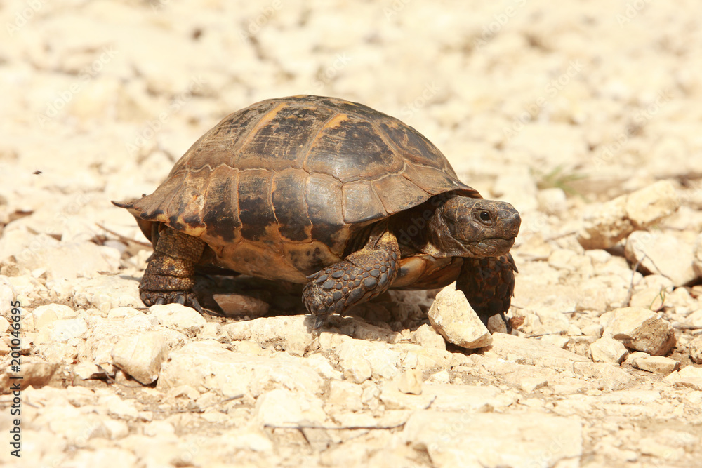 Obraz premium Spur-thighed Tortoise (Testudo graeca) in natural habitat
