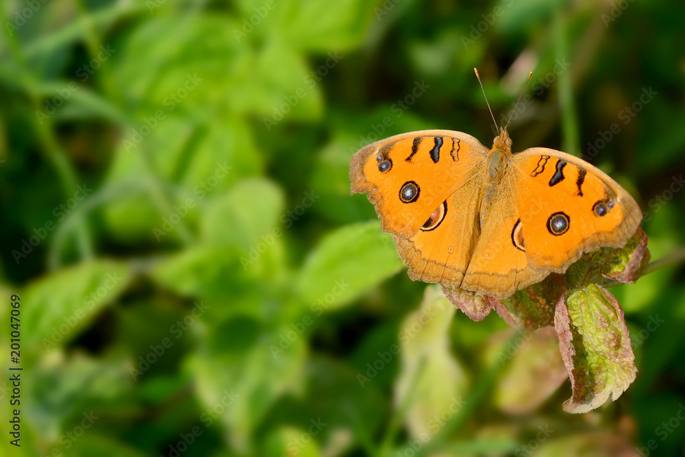 Obraz premium Orange color butterfly