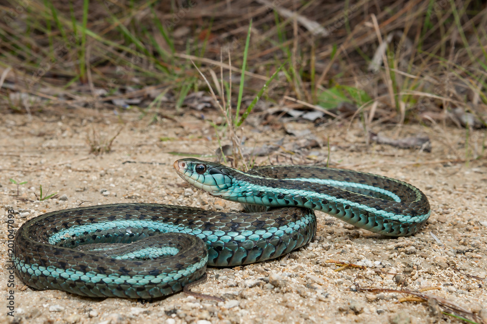 Bluestripe Garter Snake (Thamnophis sirtalis similis) Bluestripe Garter Snake (Thamnophis sirtalis similis)
