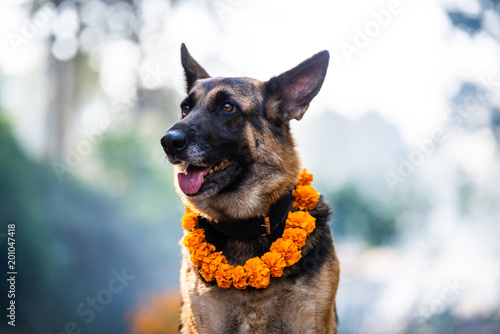 Fototapeta Naklejka Na Ścianę i Meble -  German shepherd with a marigold garland being worshiped during Kukur Tihar (dog Deepawali) in Kathmandu, Nepal