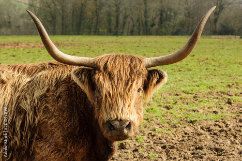 Highland cattle a Scottish breed known for their shaggy coats and long horns a hardy breed suited to the cold climate of Scotland