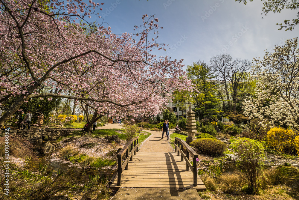 Obraz premium Der Frühlig im Setagaya Park, Wien, Österreich
