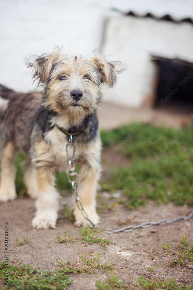 A small gray black dog on a chain is near his house