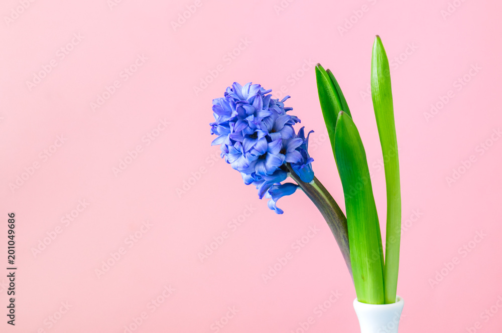 One violet hyacinth flower in vase. Pink background. Copy space.