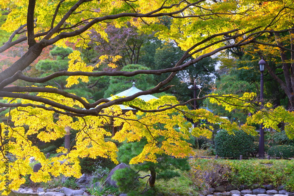  日比谷公園の紅葉 
黄葉が美しい