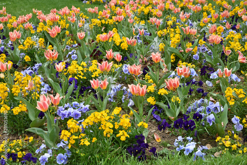 Tulipes et pens  es au jardin au printemps