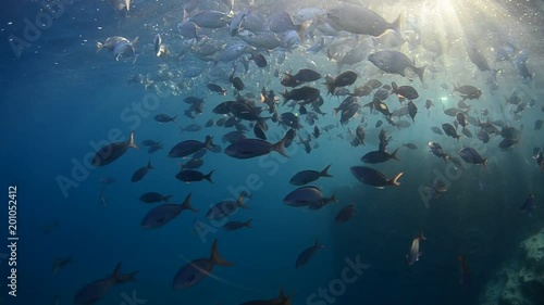 Coral reef scenics of the Sea of Cortes, Espiritu Santo island Baja California Sur, Mexico. The world's aquarium.