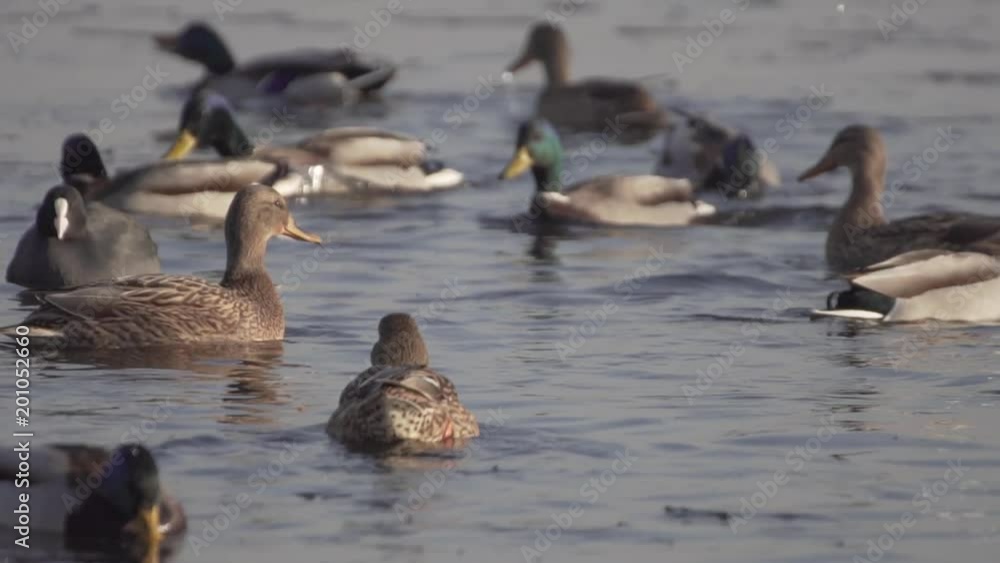 Ducks On Frozen Water. Ducks Swim In Cold Water. Search For Food. Slow Motion. Ducks On Frozen Water. Ducks Swim In Cold Water. Search For Food. Slow Motion.