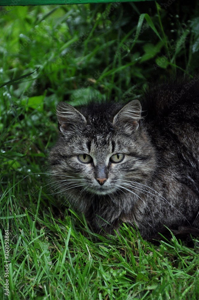 Cat under the bush in the green grass
