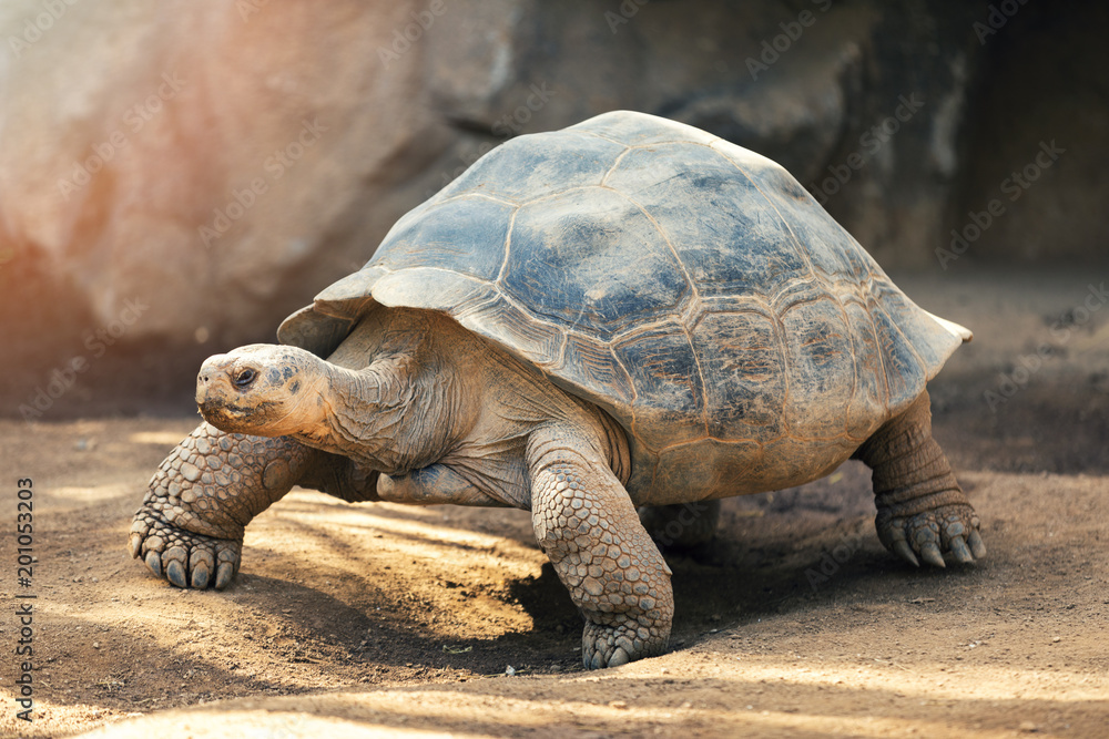 Obraz premium Żółw Galapagos