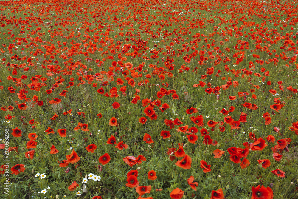 The natural beauty of red poppy's field
