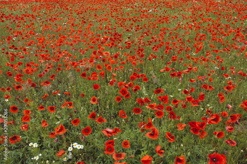 The natural beauty of red poppy's field © lukas_zb