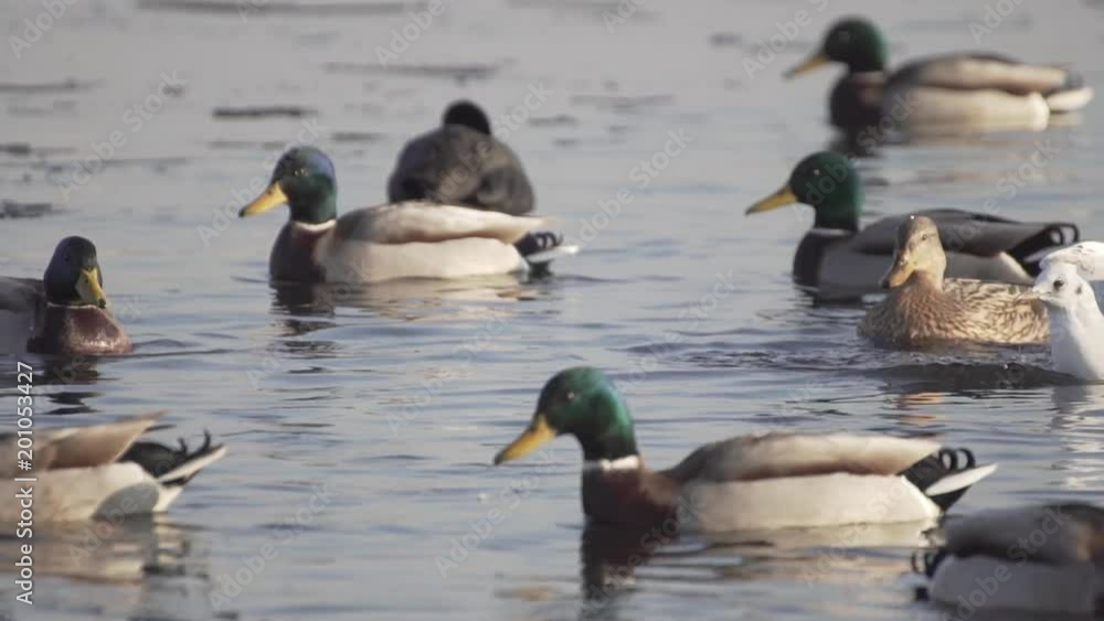 Ducks On Frozen Water. Ducks And Gulls Swim In Cold Water. Search For Food. Slow Motion. Ducks On Frozen Water. Ducks And Gulls Swim In Cold Water. Search For Food. Slow Motion.