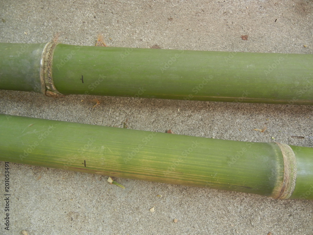 Fototapeta premium Green bamboo freshly cut down in Thailand South East Asia 