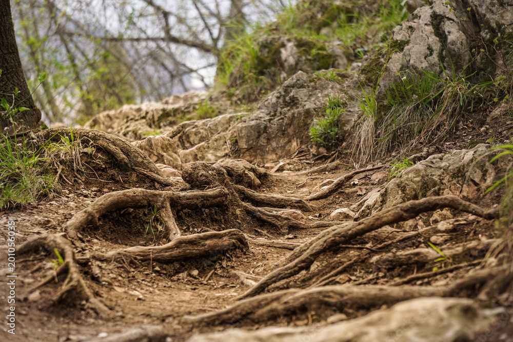 Fototapeta premium Roots
