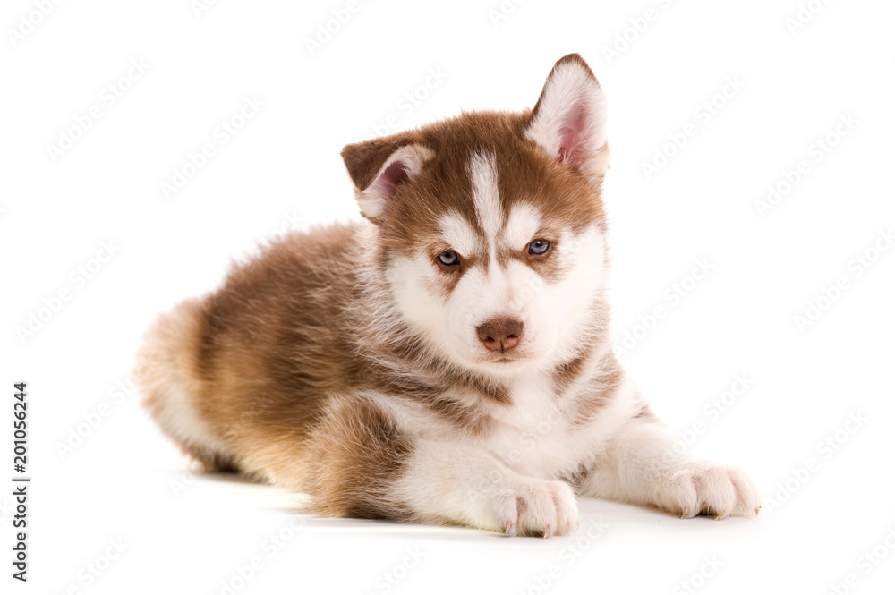 Sibirian Husky Welpe isoliert auf weißem Hintergrund Sibirian Husky Welpe isoliert auf weißem Hintergrund