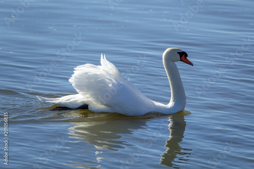 A beautiful white swan swimming gracefully