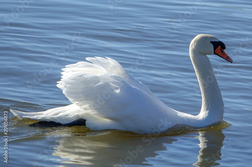 A beautiful white swan swimming gracefully photo