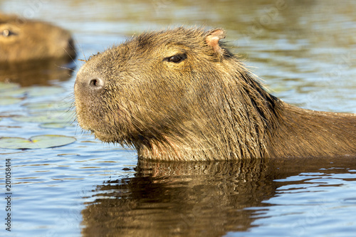 Capybara  Hydrochaeris hydrochaeris 